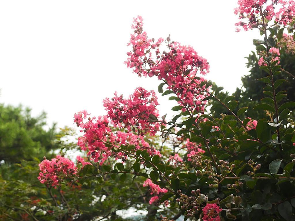 Cindy'S B&B Seoul Eksteriør billede