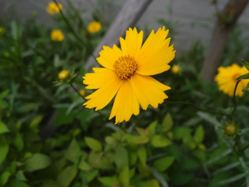 Cindy'S B&B Seoul Eksteriør billede